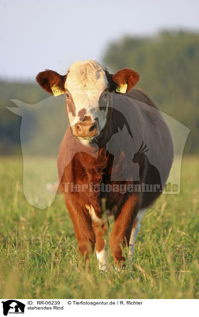 stehendes Rind / standing cow / RR-06239