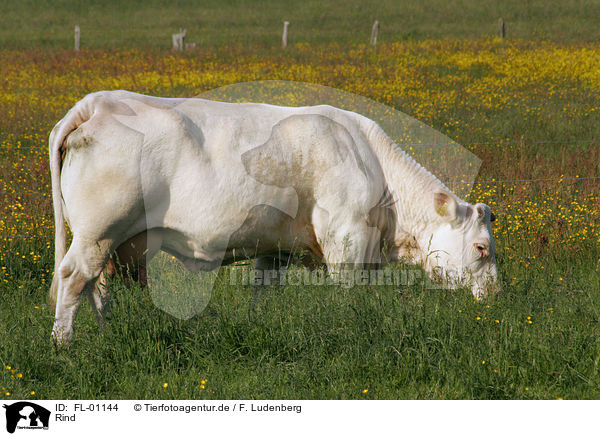 Rind / cow / FL-01144