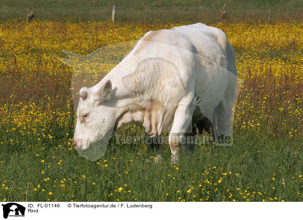 Rind / cow / FL-01146
