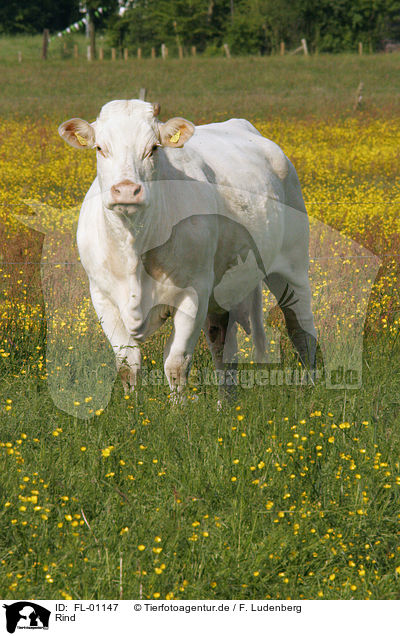 Rind / cow / FL-01147