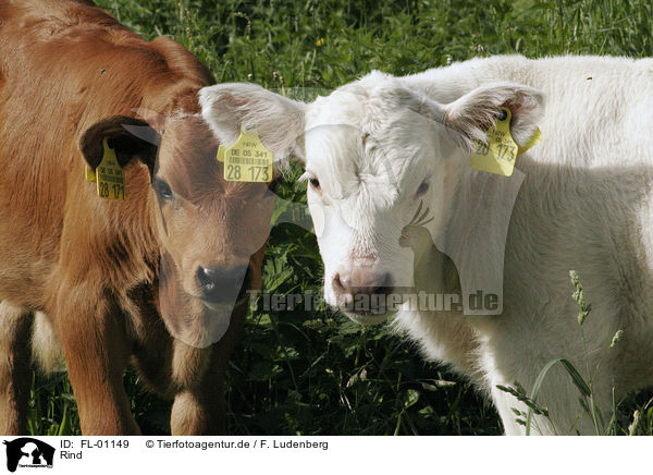Rind / cow / FL-01149