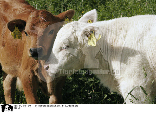 Rind / cow / FL-01150