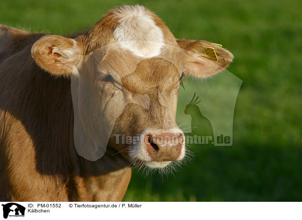 Klbchen / calf / PM-01552