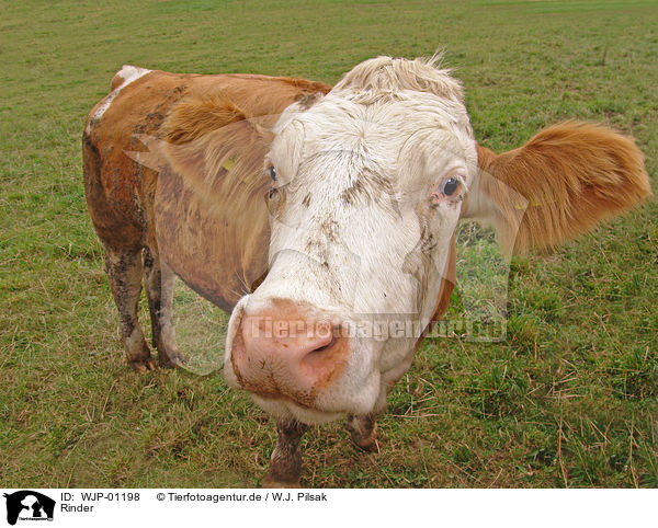 Rinder / cows / WJP-01198