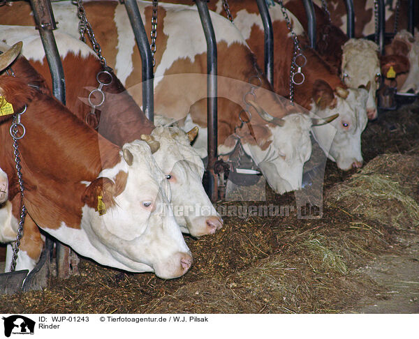 Rinder / cows / WJP-01243