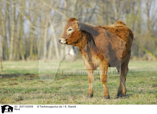 Rind / cow / SST-02059