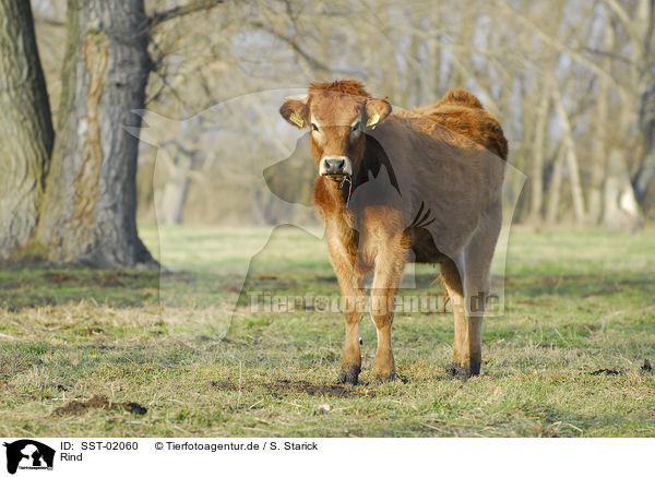 Rind / cow / SST-02060