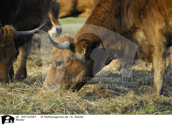Rinder / cows / SST-02061