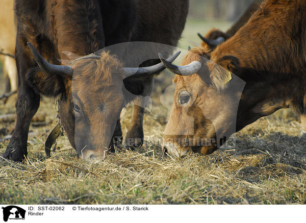 Rinder / cows / SST-02062