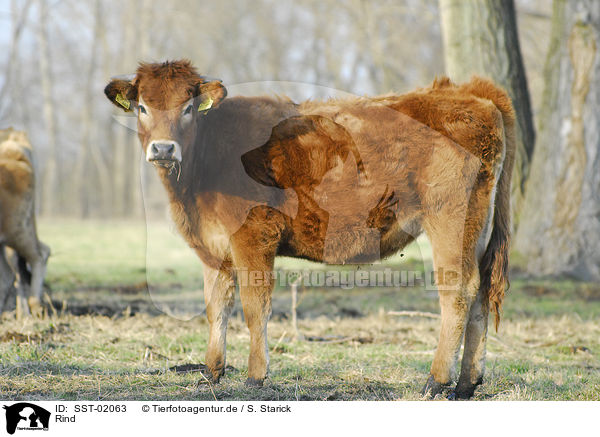 Rind / cow / SST-02063