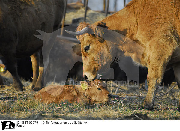 Rinder / cows / SST-02075