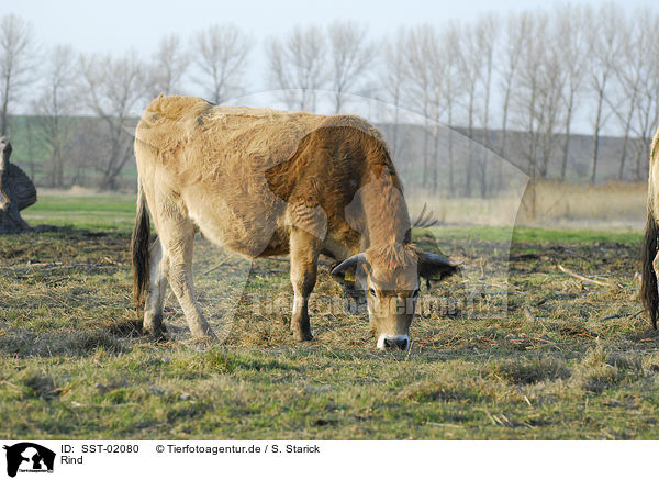 Rind / cow / SST-02080