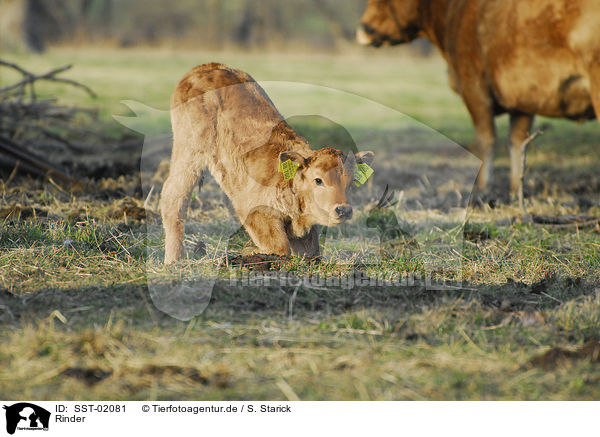 Rinder / cows / SST-02081