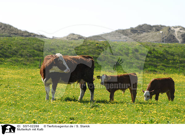 Mutterkuh mit Kalb / cow with calf / SST-02288
