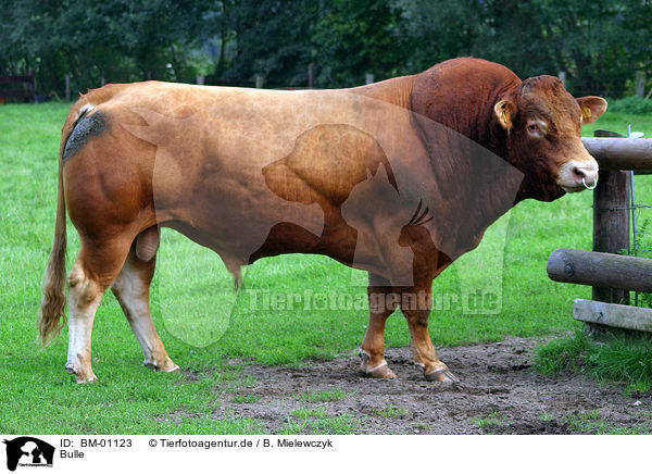 Bulle / bull / BM-01123