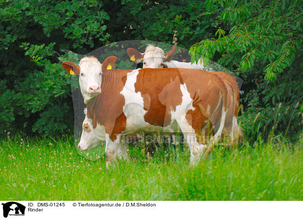 Rinder / cattle / DMS-01245