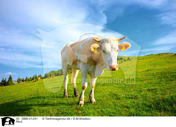 Rind / cattle / DMS-01291