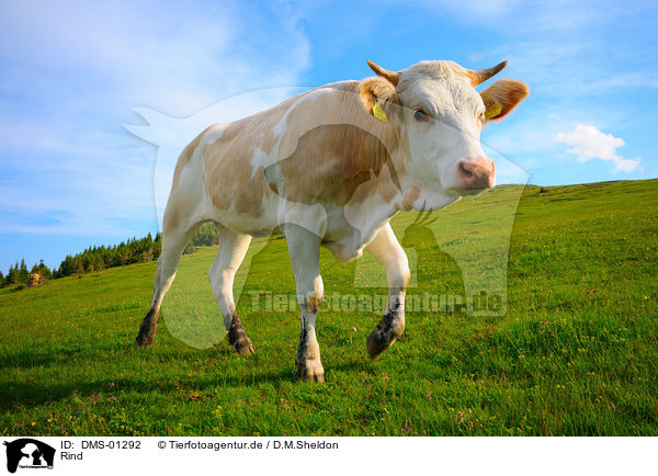 Rind / cattle / DMS-01292