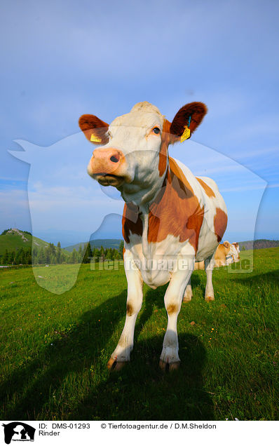 Rinder / cattle / DMS-01293