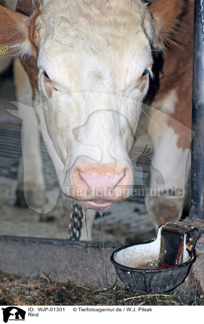 Rind / WJP-01301