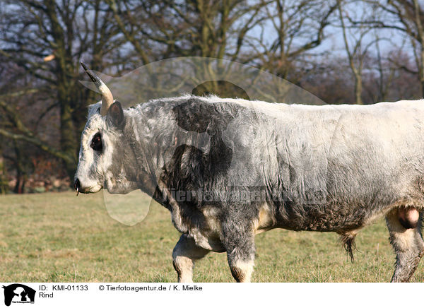 Rind / cow / KMI-01133