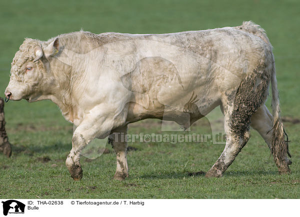 Bulle / bull / THA-02638