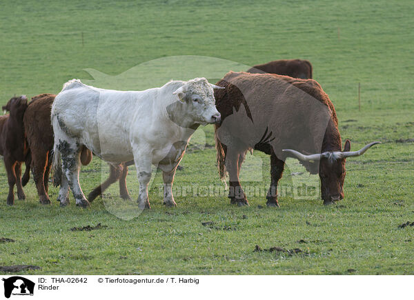 Rinder / cattles / THA-02642