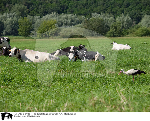 Rinder und Weistorch / AM-01498