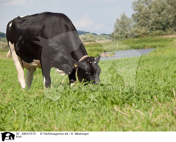 Kuh / cow / AM-01515
