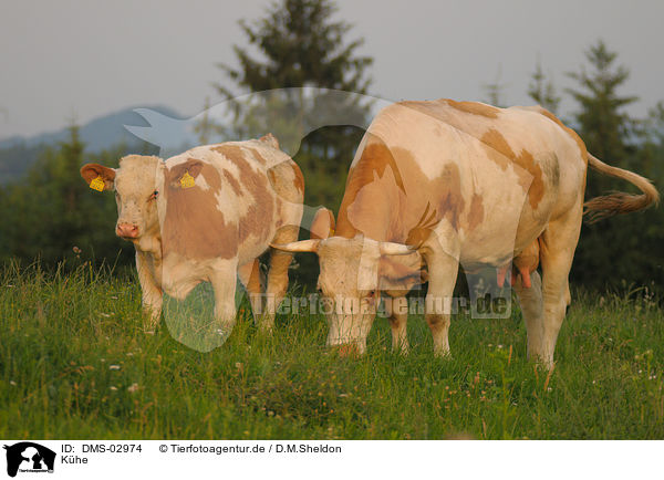 Khe / cows / DMS-02974