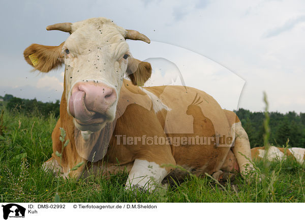 Kuh / cow / DMS-02992