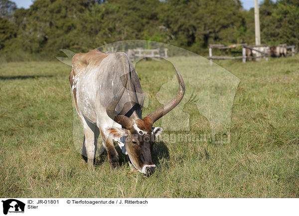 Stier / bull / JR-01801