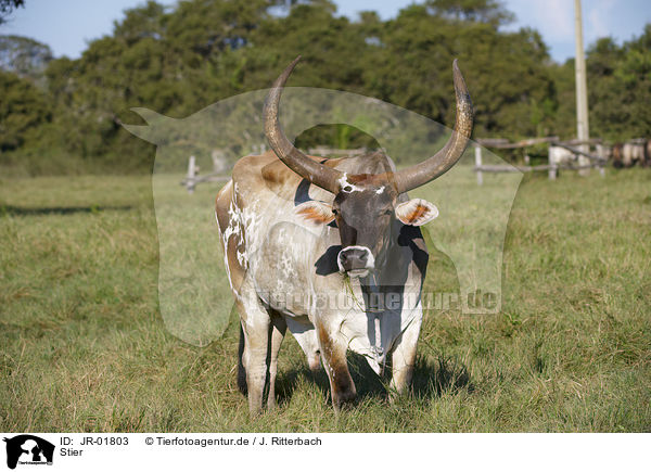 Stier / bull / JR-01803