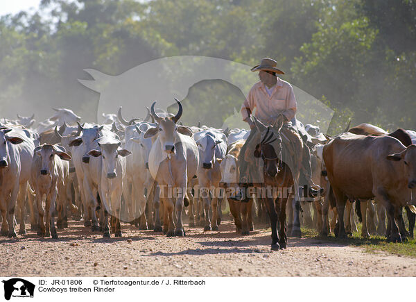 Cowboys treiben Rinder / JR-01806