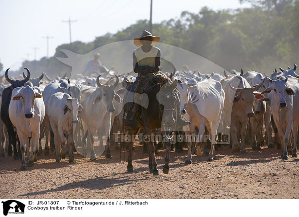 Cowboys treiben Rinder / Cowboys and cattle / JR-01807