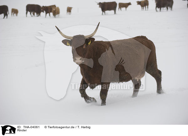 Rinder / cattles / THA-04061