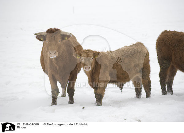 Rinder / cattles / THA-04068