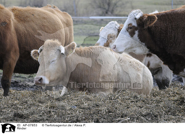 Rinder / cattles / AP-07853