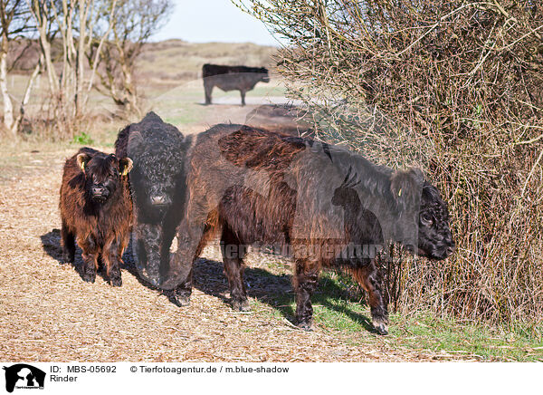 Rinder / cattles / MBS-05692