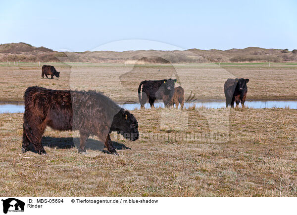 Rinder / cattles / MBS-05694