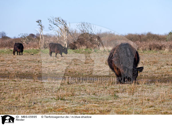 Rinder / cattles / MBS-05695