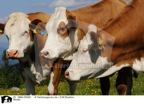 Rinder / cattles / DMS-05060
