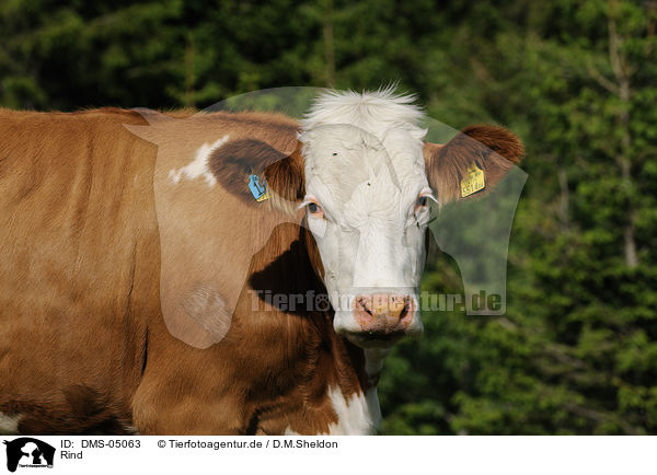 Rind / cattle / DMS-05063