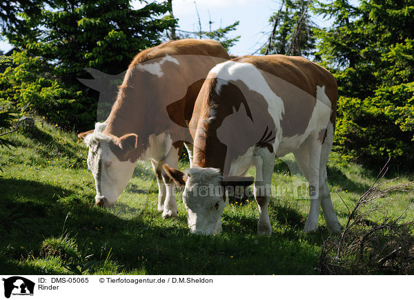 Rinder / cattles / DMS-05065