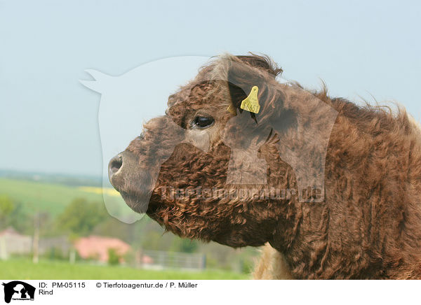 Rind / cattle / PM-05115