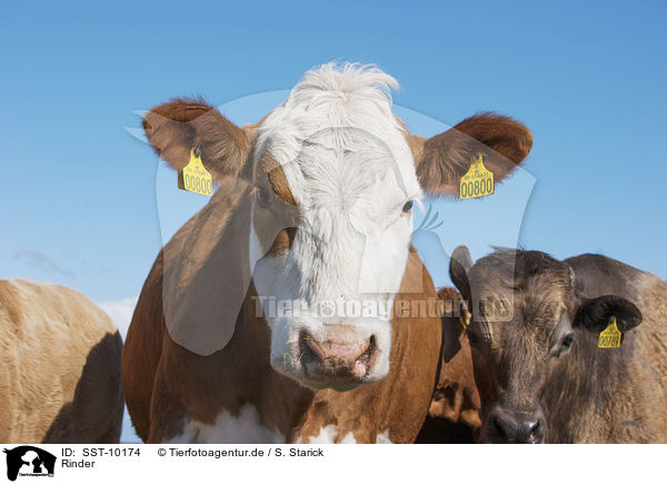 Rinder / cattle / SST-10174
