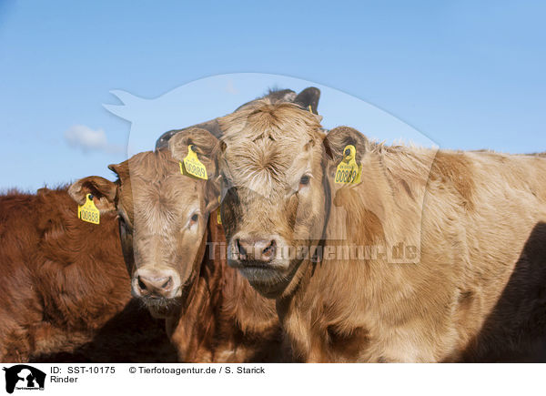 Rinder / cattle / SST-10175