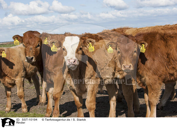 Rinder / cattle / SST-10194
