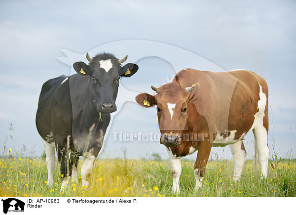 Rinder / cattle / AP-10963