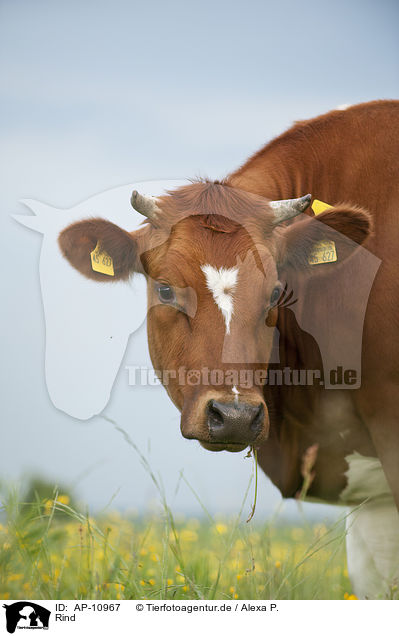 Rind / cattle / AP-10967
